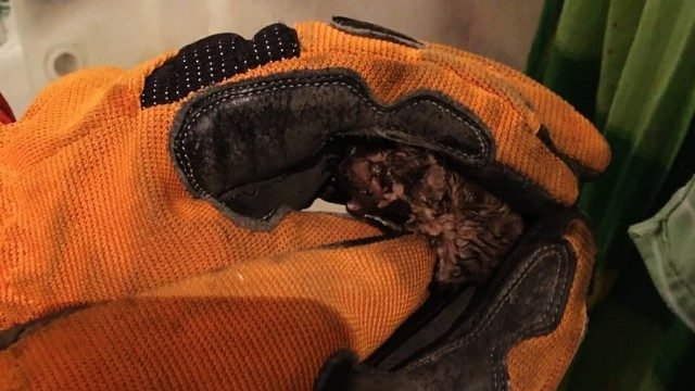  Fell into the bathroom: in the Dnieper in the middle of the night, rescuers caught a bat in an apartment 