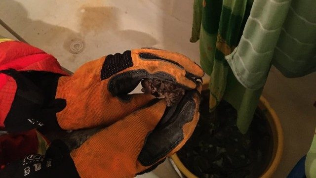 I fell into the bathroom: in the Dnieper, rescuers caught a bat in an apartment in the middle of the night