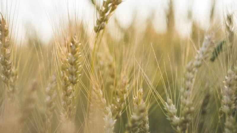 How to restore the food security of the world