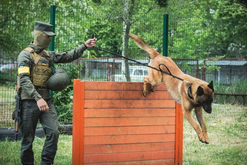  The dog Max, abandoned by the Russians, serves at the Ukrainian checkpoint and is looking for saboteurs class=