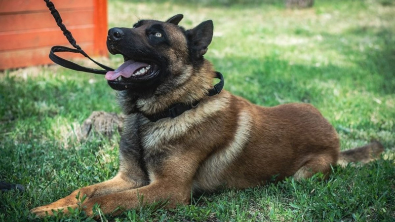 Max, the dog abandoned by the Russians, serves at the Ukrainian checkpoint and is looking for saboteurs