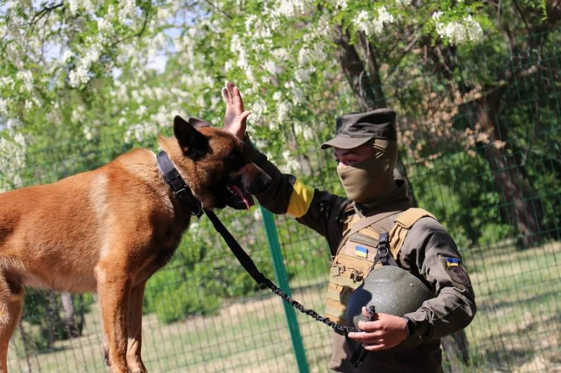  The dog Max, abandoned by the Russians, serves at the Ukrainian checkpoint and is looking for saboteurs