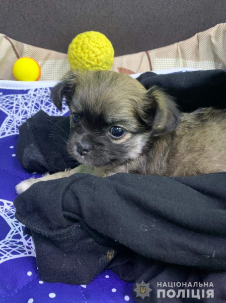 Police officer rescued puppy and called him Azov: a touching story
