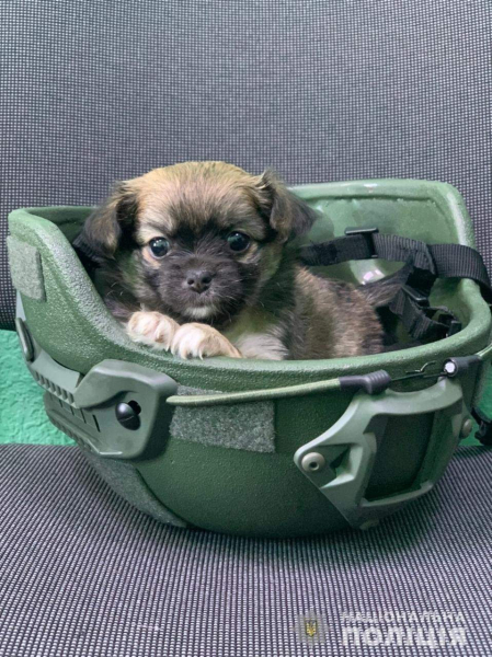 Police officer rescued puppy and Azov called him: a touching story