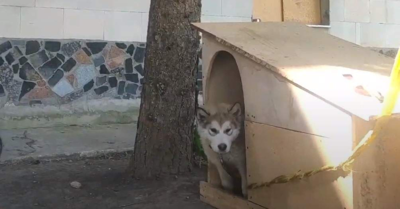 Firefighters in Kharkiv region adopted a puppy that almost died from shelling: a sweet story