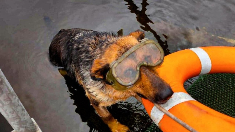 В In the Cherkasy region, the Naida diver dog serves in the State Emergency Service