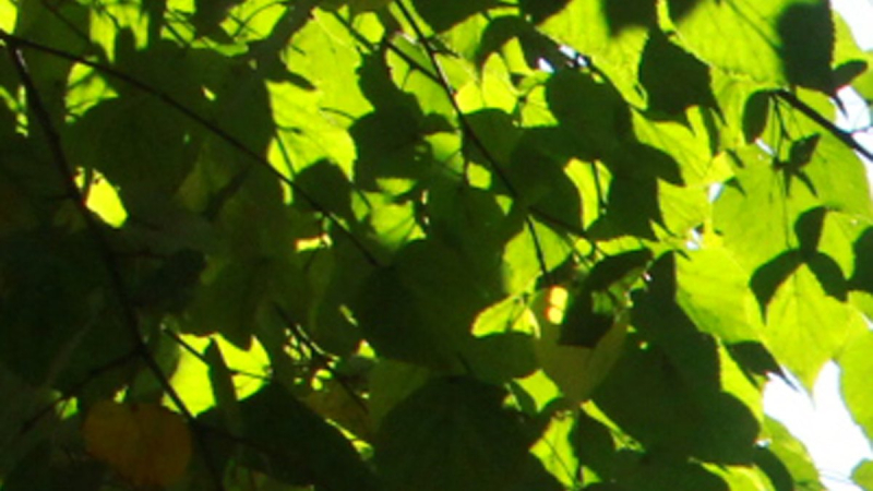 The wind will die down, and the temperature will rise: weather forecast for May 24