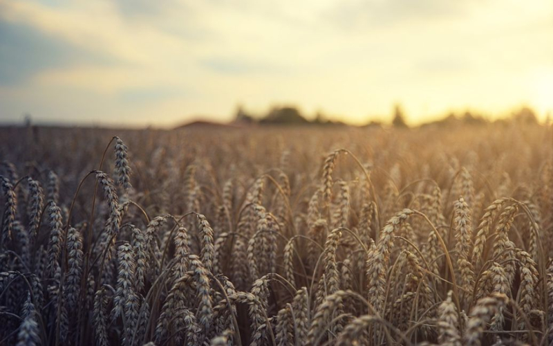 There are 10 weeks of wheat left on Earth – expert at the UN