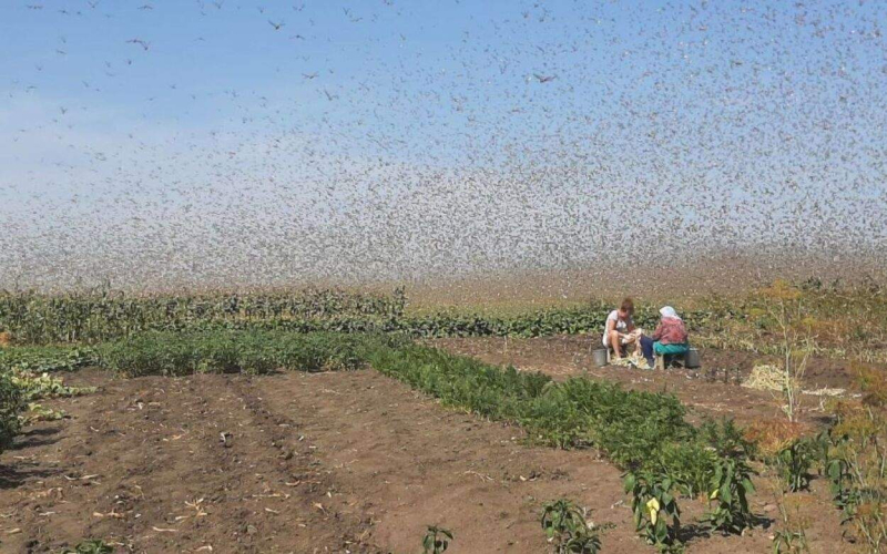 In Russia, locusts attacked the city from which planes bombed Mariupol