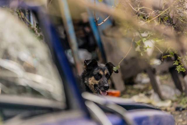 Chaplino, crippled by Russian shelling, has been shown online