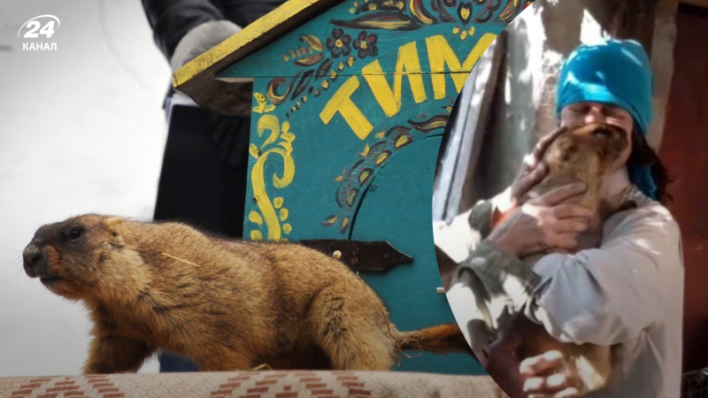 Kharkiv groundhog-soothsayer Timka is alive and well: nice shots