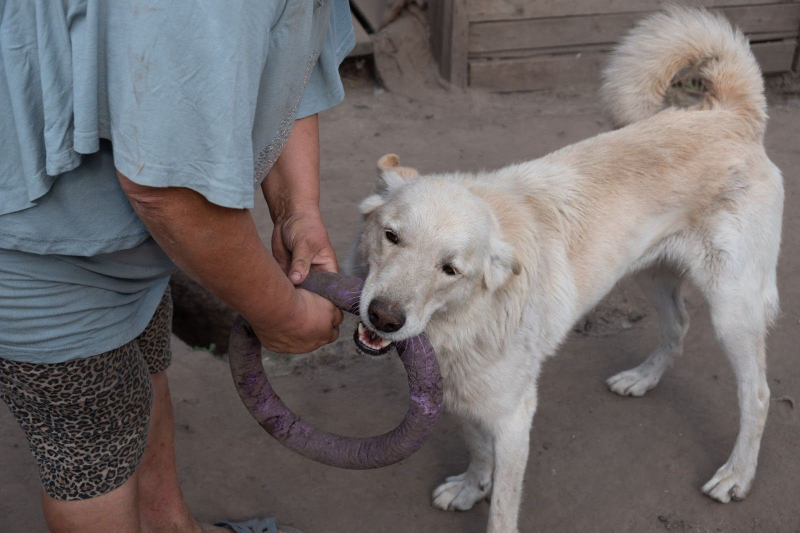 Front where you can be helpful: how to help animal shelters besides money