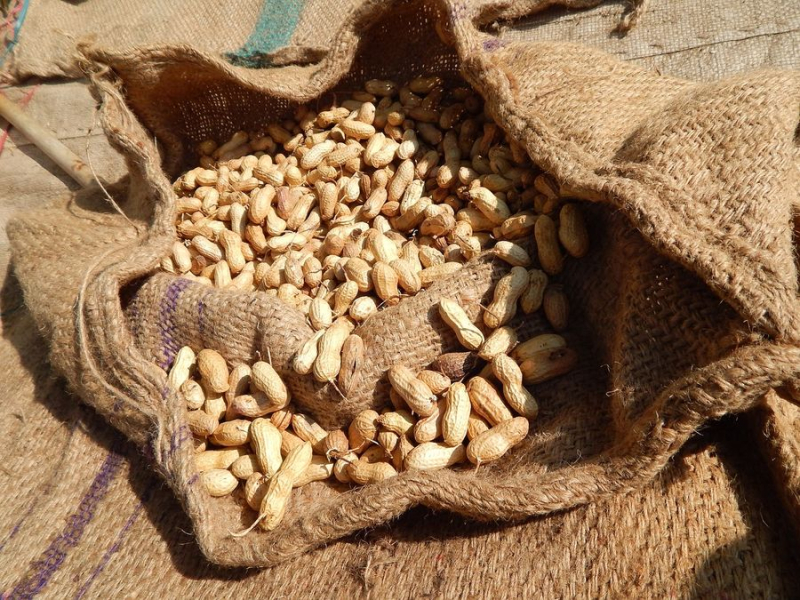 Poisonous peanuts were brought to Ukraine from Egypt: why is it dangerous