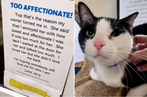 The woman got rid of the cat because he was very kind and affectionate: photo