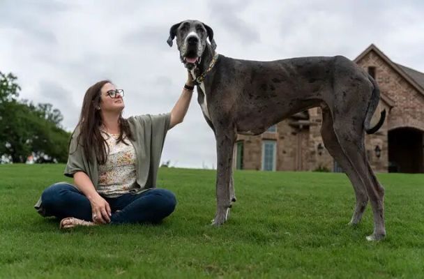 The tallest dog in world, Zeus had his front paw amputated.