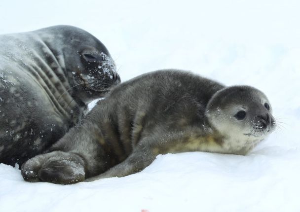  A seal was born near 