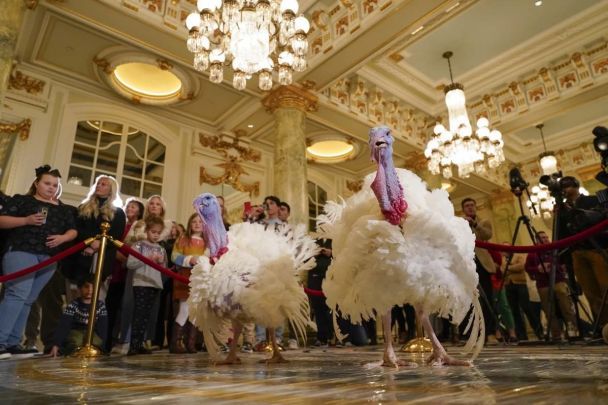 Biden traditionally pardons two Thanksgiving turkeys