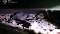 Dogs were stolen from Kremenchutsia