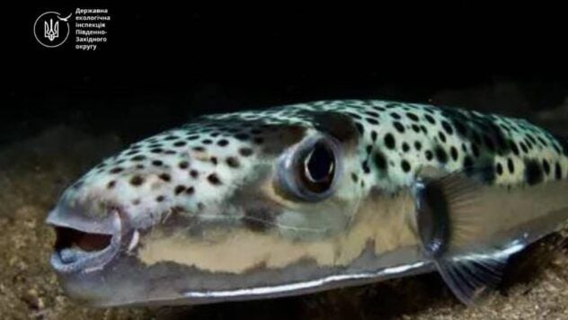 Deadly poisonous fish silver tetraodon appeared in the Black Sea