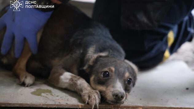 Dogs were stolen from Kremenchutsia