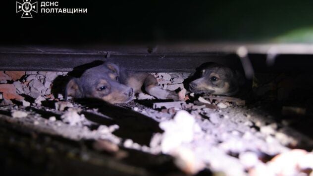Dogs were stolen from Kremenchutsia