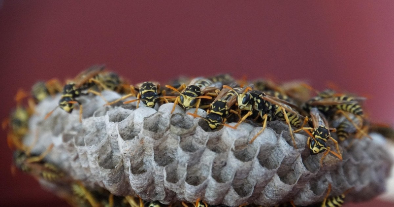 Wasp's Nest