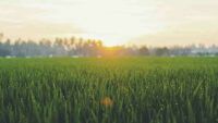 What holiday is July 6, 2025 and why is it worth walking barefoot on the grass