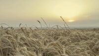 What holiday is July 1, 2025 and what does this day bring to lovers